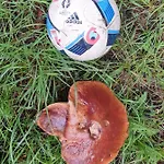 Przystan Pilawa