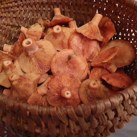 Przystan Pilawa