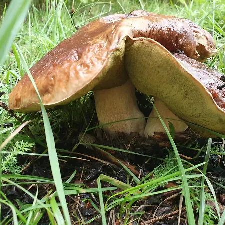 Przystan Pilawa Борне-Сулиново