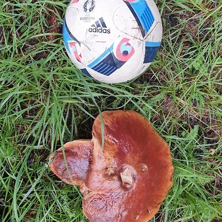 Przystan Pilawa