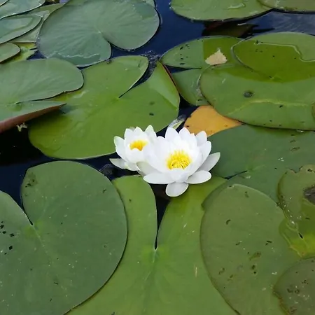 Przystan Pilawa Апартаменты Борне-Сулиново