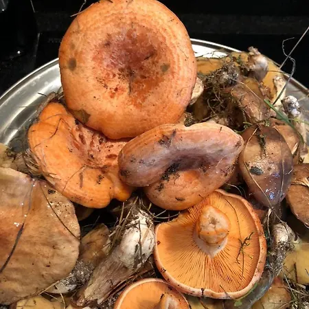 Przystan Pilawa Апартаменты *