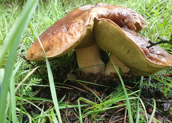 Przystan Pilawa Borne Sulinowo