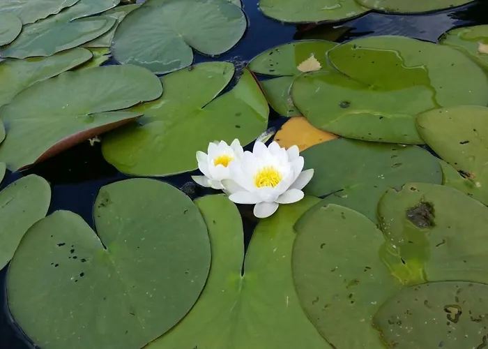 Przystan Pilawa Apartamento Borne Sulinowo