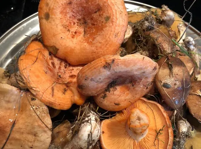 Przystan Pilawa Apartamento *